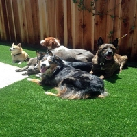 How To Install Artificial Grass Helper, Utah Landscape Design, Dogs Runs