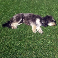 Lawn Services Vineyard, Utah Landscape Design, Dog Kennels