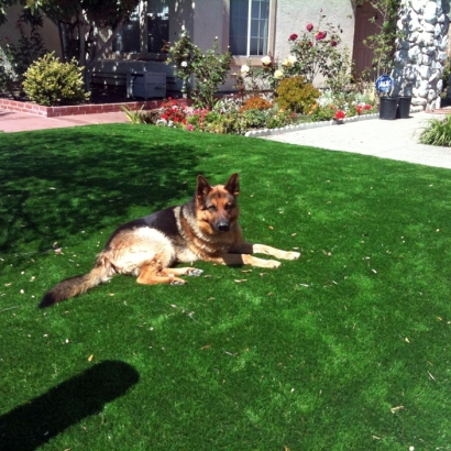 Artificial Grass Carpet Paradise, Utah Grass For Dogs, Front Yard Ideas