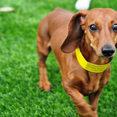 Artificial Lawn Enterprise, Utah Artificial Turf For Dogs, Dogs Park