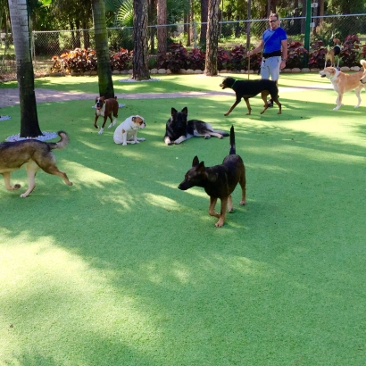 Faux Grass Aurora, Utah Dogs, Dog Kennels