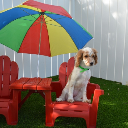 Green Lawn Mendon, Utah Artificial Turf For Dogs, Grass for Dogs