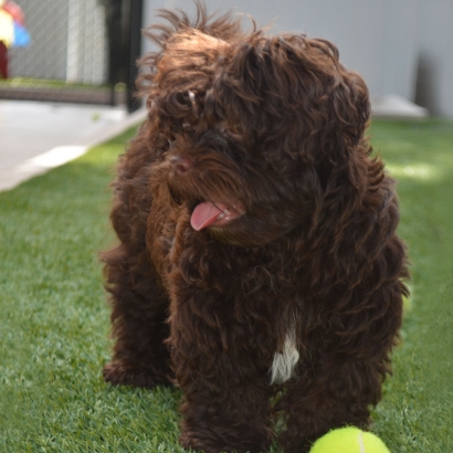 Synthetic Grass Wellington, Utah Cat Playground, Dog Kennels