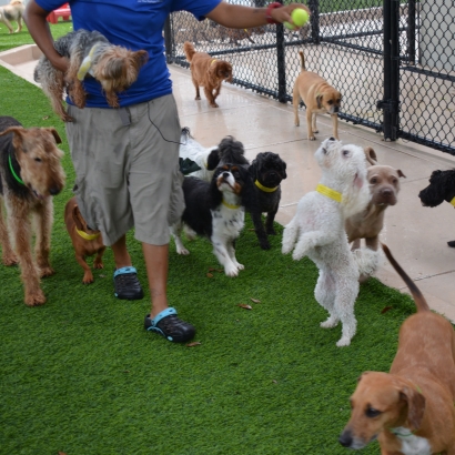 Synthetic Turf Castle Dale, Utah Fake Grass For Dogs, Commercial Landscape