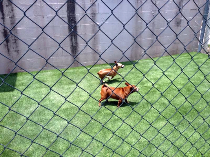 Artificial Grass Carpet Brian Head, Utah Dog Run