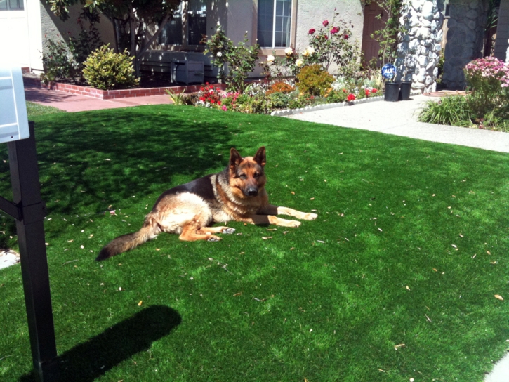 Artificial Grass Carpet Paradise, Utah Grass For Dogs, Front Yard Ideas