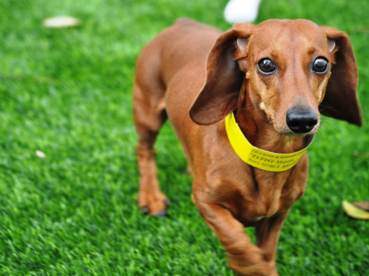 Artificial Lawn Enterprise, Utah Artificial Turf For Dogs, Dogs Park