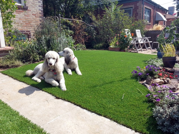 Artificial Turf Cost Benjamin, Utah Dog Pound, Front Yard Design