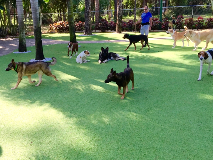 Faux Grass Aurora, Utah Dogs, Dog Kennels