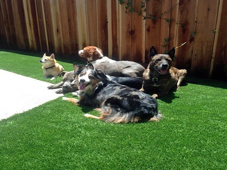 How To Install Artificial Grass Helper, Utah Landscape Design, Dogs Runs