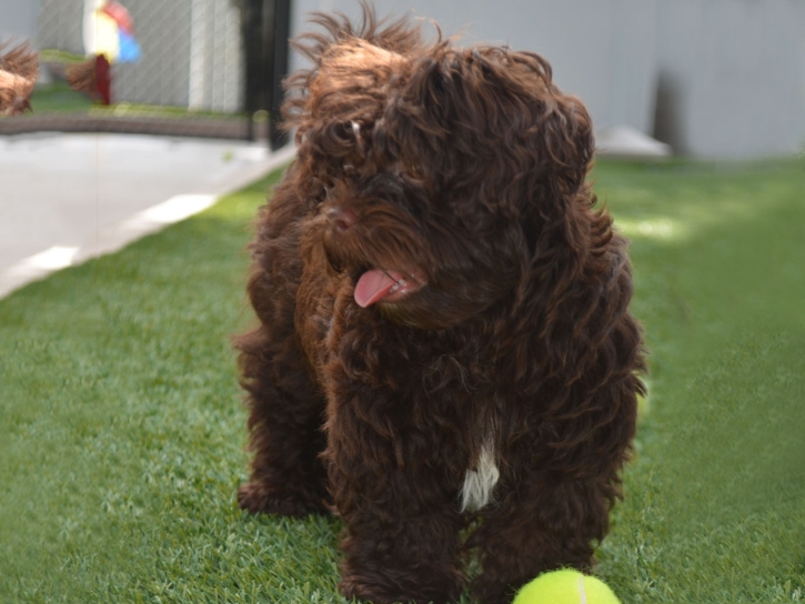 Synthetic Grass Wellington, Utah Cat Playground, Dog Kennels