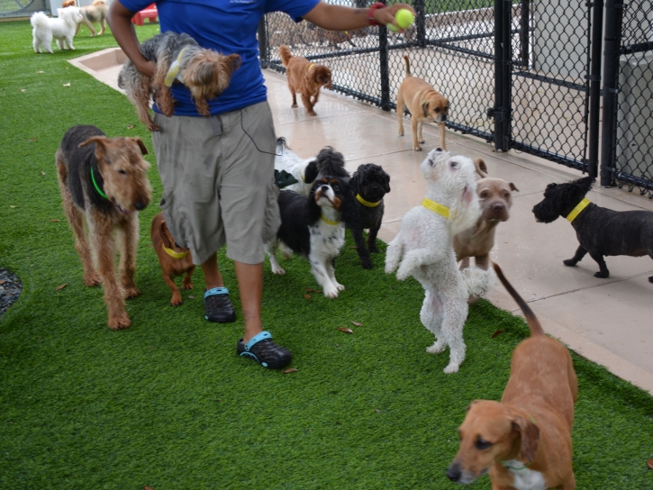 Synthetic Turf Castle Dale, Utah Fake Grass For Dogs, Commercial Landscape